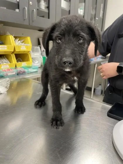 A young medium-sized male Schnauzer dog named Chex Mix for adoption in Portland, ME