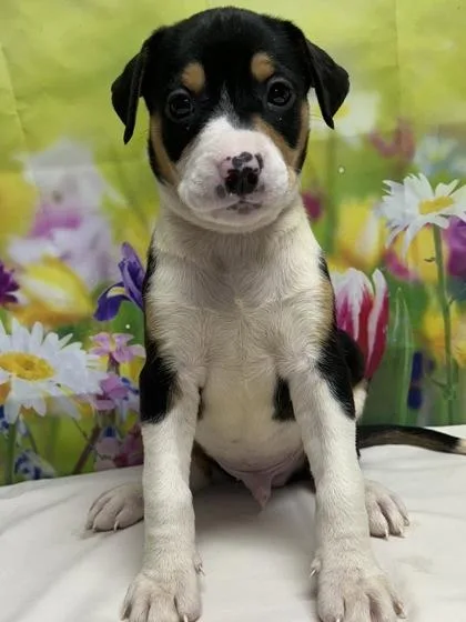 A young small-sized male Terrier dog named Mateo for adoption in San Antonio, TX