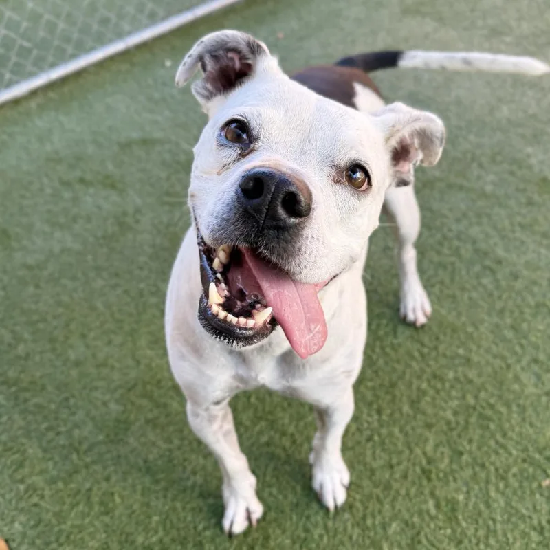 A senior medium-sized male Boxer dog named Antonio for adoption in Hawthorne, CA