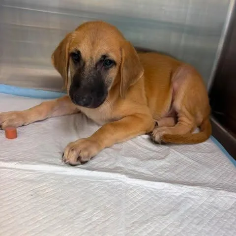 A baby small-sized male Brown / Chocolate Black Mouth Cur dog named Cowboy for adoption in Bastrop, TX