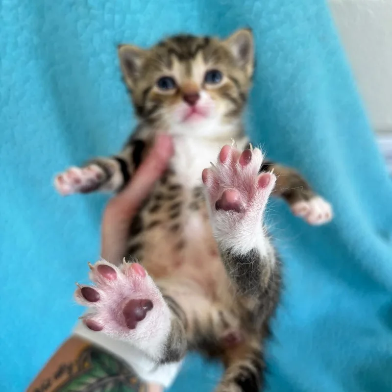 A baby small-sized male Brown / Chocolate Domestic Short Hair cat named Daniels for adoption in Smithville, TN