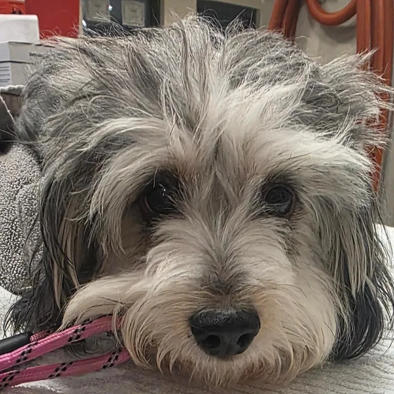 An adult small-sized male Gray / Blue / Silver Mixed Breed dog named Houston for adoption in Jacksonville, FL