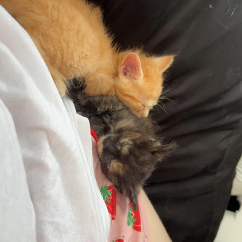 Merry thumbnail 2