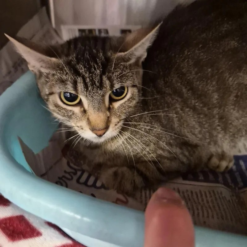 A young medium-sized female Brown / Chocolate Domestic Short Hair cat named Violet for adoption in Ardmore, OK