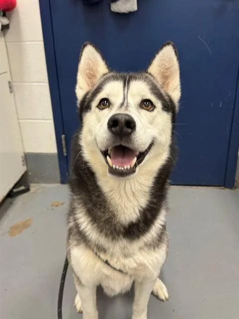 An adult large-sized male Siberian Husky dog named Frisco for adoption in Peoria, IL