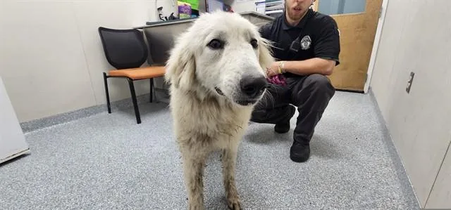 A young extra large-sized female Great Pyrenees dog named Luca for adoption in Garland, TX