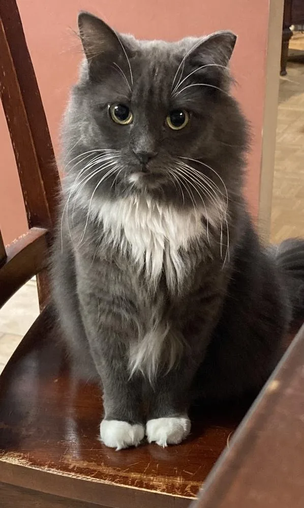 An adult small-sized female Gray & White Domestic Long Hair cat named Midge for adoption in Scranton, PA