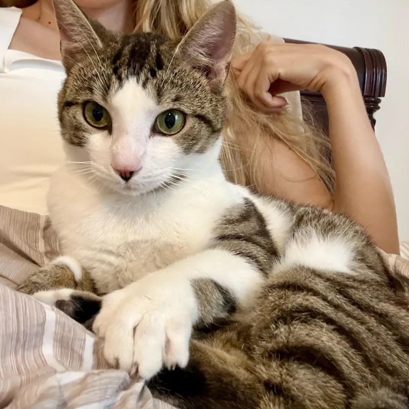 A young medium-sized male Tabby (Brown / Chocolate) Tabby cat named Rufus for adoption in Columbus, OH