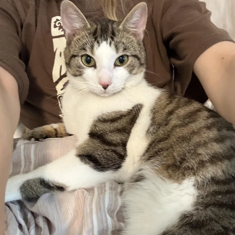 Rufus thumbnail 3