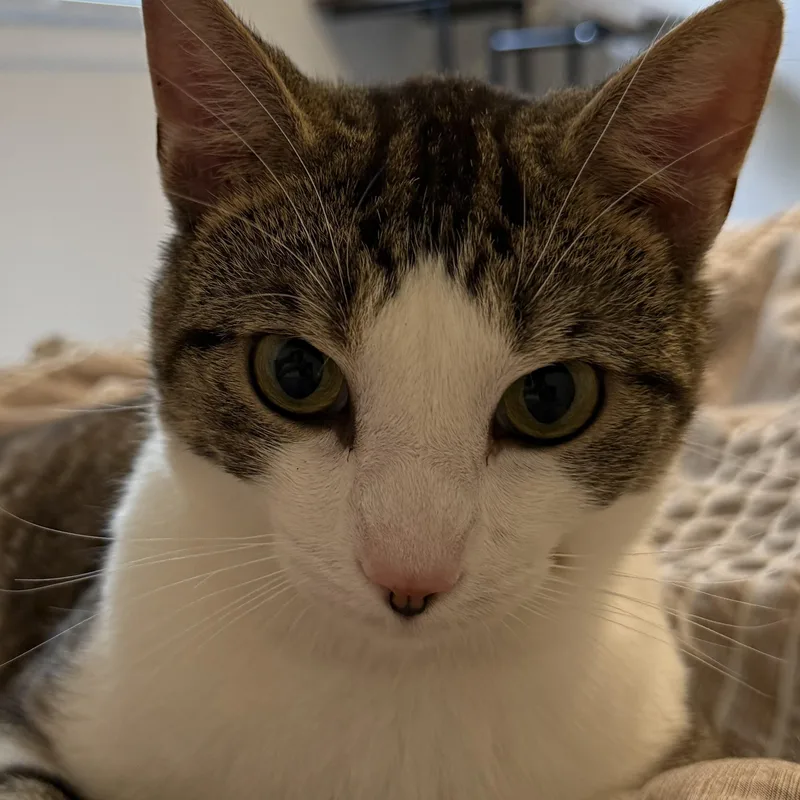 Rufus thumbnail 4