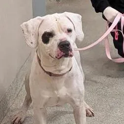 An adult medium-sized male White / Cream Mixed Breed dog named Caramel Corn for adoption in Jacksonville, FL
