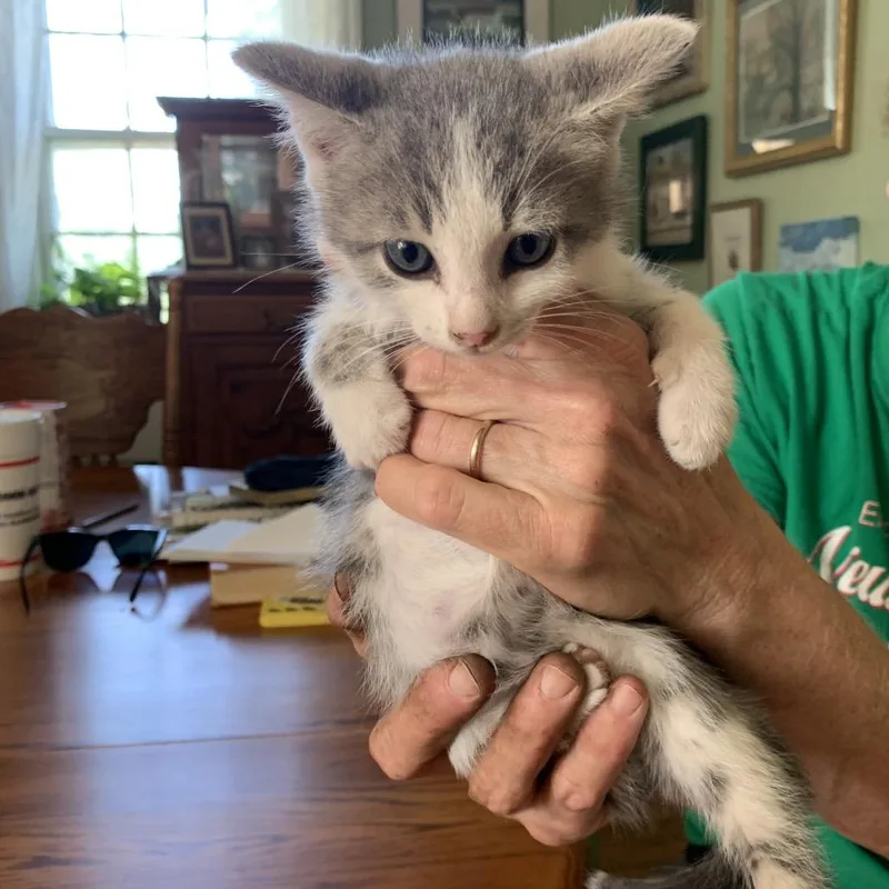 A baby small-sized male White Domestic Short Hair cat named Bean Shumway for adoption in Woodstock, VA