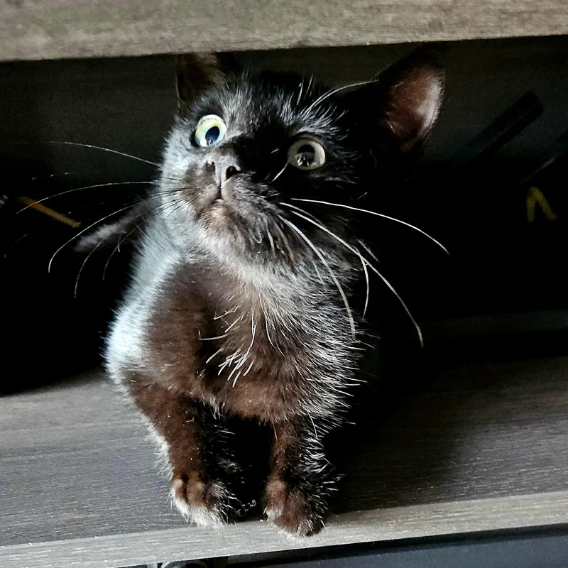 A baby medium-sized female Black Domestic Short Hair cat named Luna for adoption in Watertown, WI