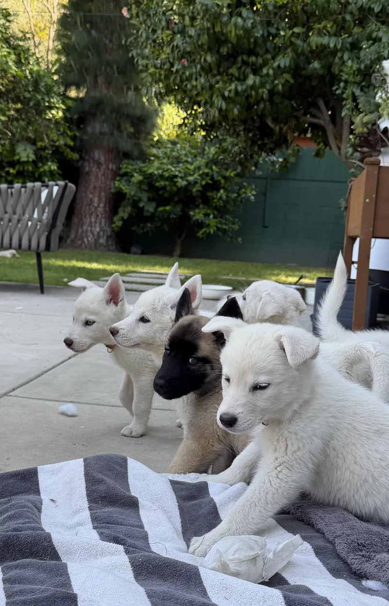 A baby small-sized male Shepherd dog named Leo for adoption in santa monica, CA