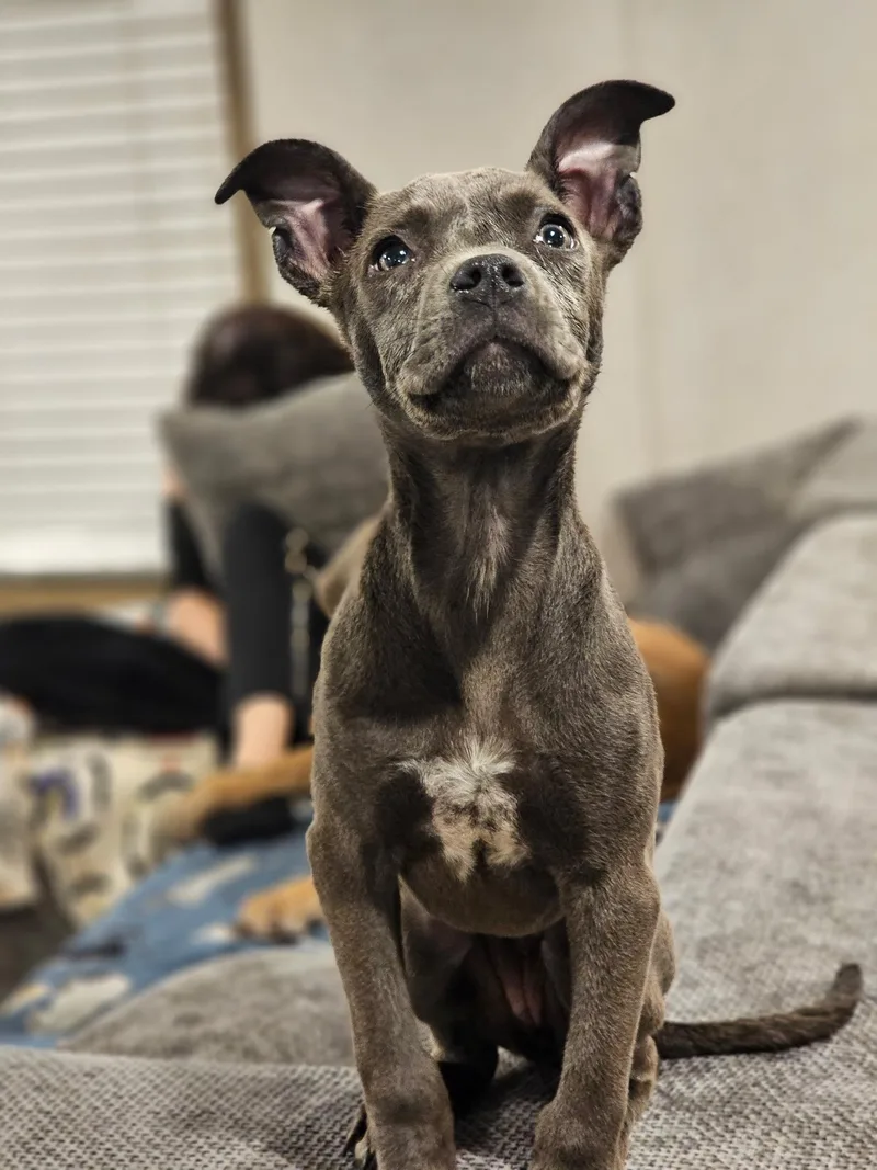 A baby medium-sized female Gray / Blue / Silver Staffordshire Bull Terrier dog named Cardi for adoption in Newfoundland, NJ
