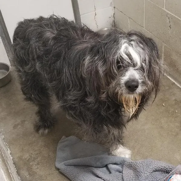 An adult medium-sized male Sheepadoodle dog named Snuffleupagus for adoption in Seymour, IN