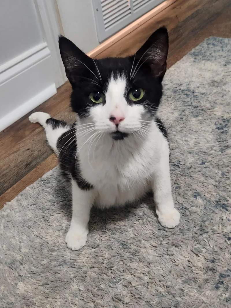 An adult medium-sized female Black & White / Tuxedo Domestic Short Hair cat named Lovie for adoption in Statesboro, GA