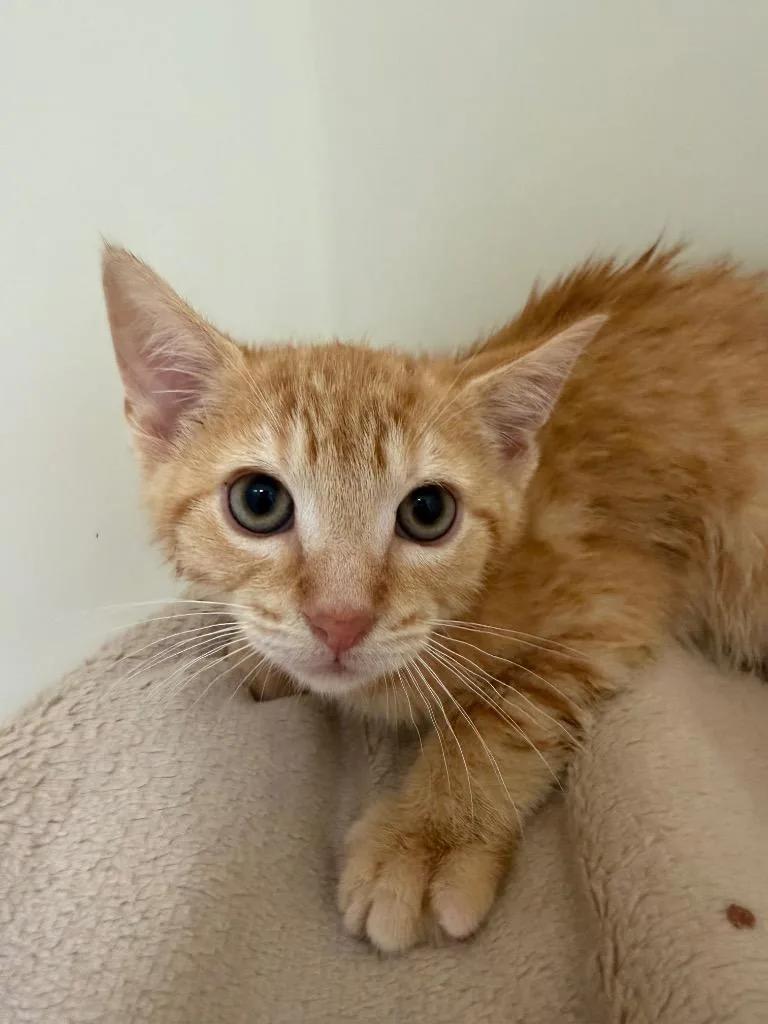 A baby medium-sized male Domestic Short Hair cat named Sunshine for adoption in Pomona, NY