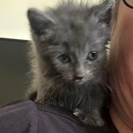 A baby small-sized female Gray / Blue / Silver Domestic Medium Hair cat named Raisin for adoption in Oceanside, NY