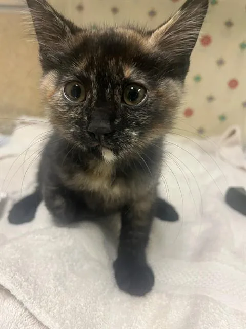 A young small-sized female Domestic Short Hair cat named Poe for adoption in Riverside, CA