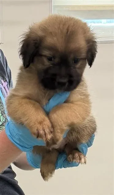 A baby small-sized male American Staffordshire Terrier dog named French Fry for adoption in San Antonio, TX