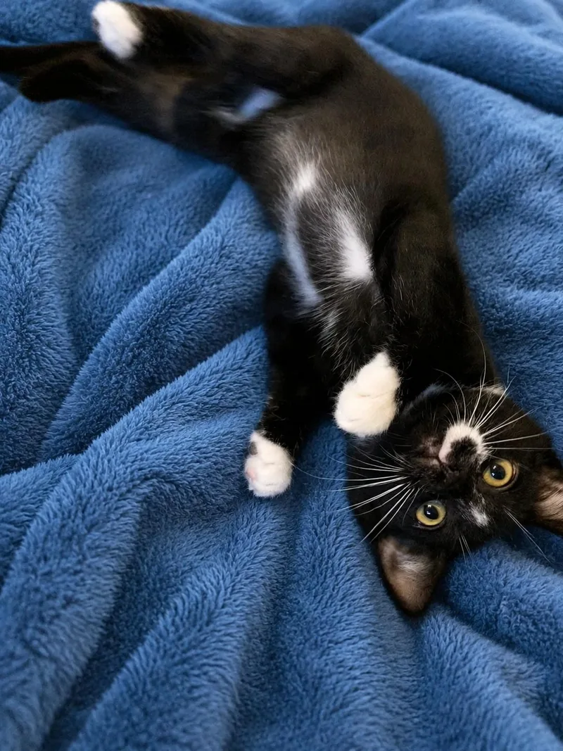 A baby medium-sized male Black & White / Tuxedo Domestic Short Hair cat named Alfie for adoption in Ephrata, WA