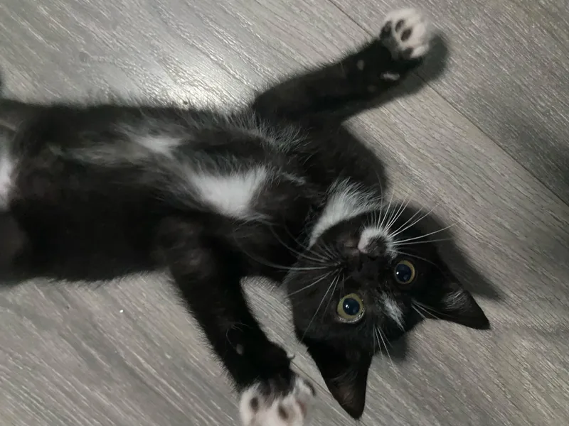 Alfie thumbnail 3