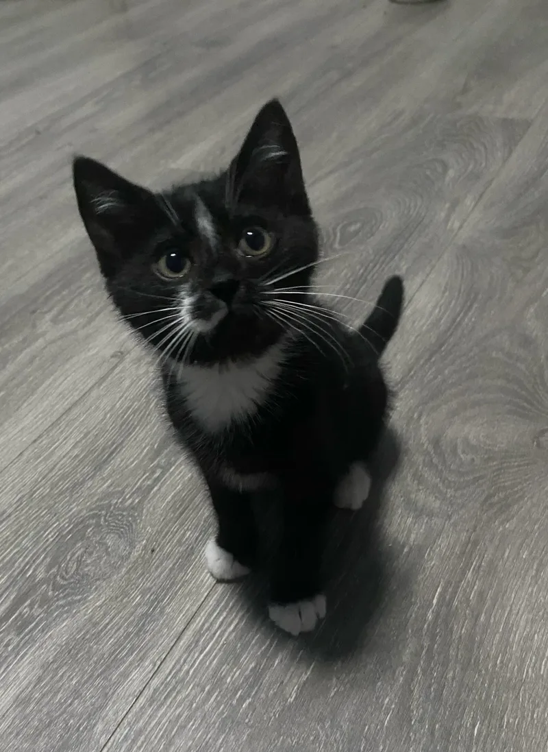 Alfie thumbnail 6