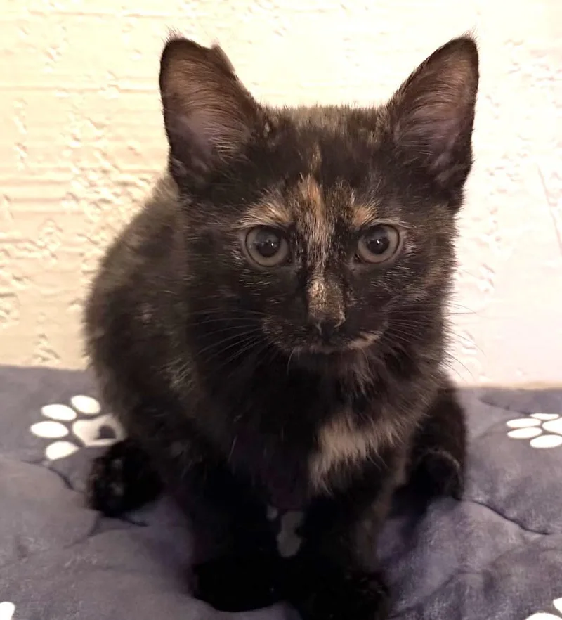 A baby medium-sized female Torbie Domestic Short Hair cat named Buttercup for adoption in fort worth, TX