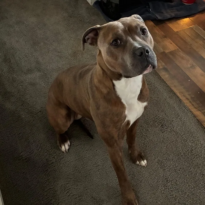 Opie