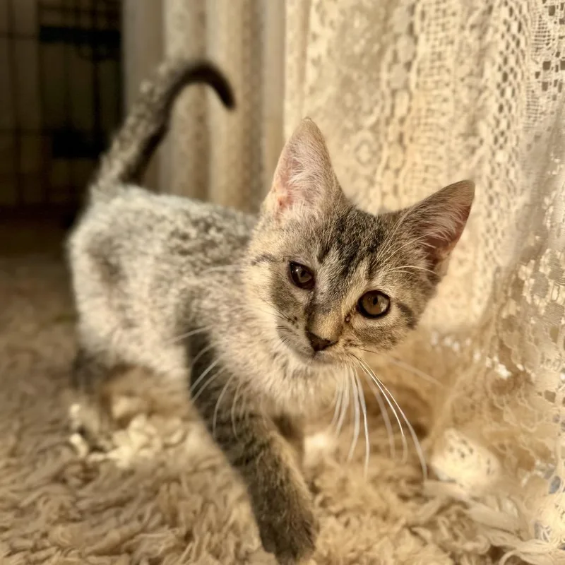 A young small-sized female Tabby (Brown / Chocolate) Domestic Short Hair cat named Ashlyn for adoption in Clinton, IL