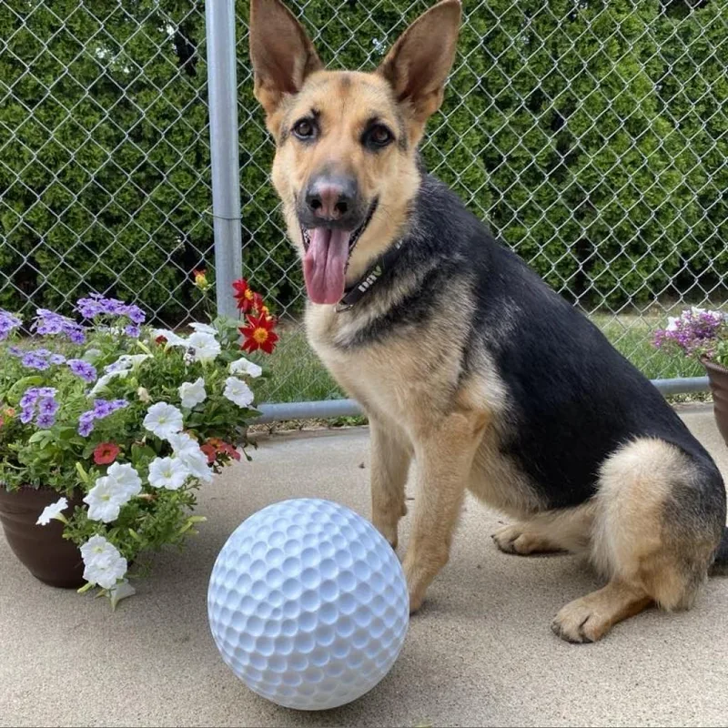 An adult large-sized female Brown / Chocolate German Shepherd Dog dog named Lottie for adoption in Dixon, IL