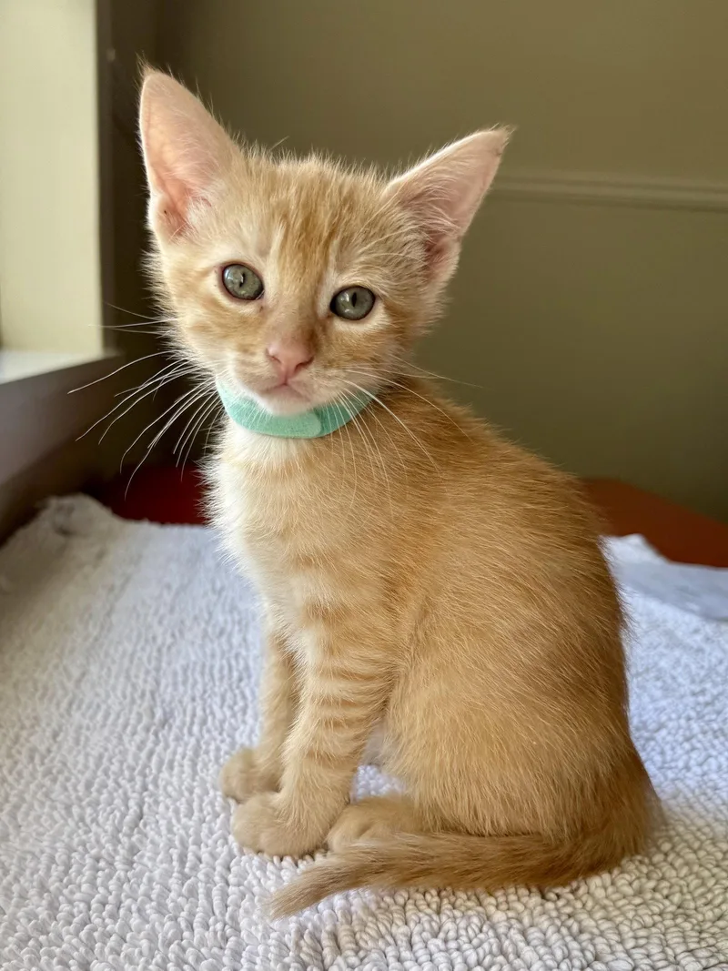 A baby small-sized male Domestic Short Hair cat named Leon for adoption in Texarkana, TX