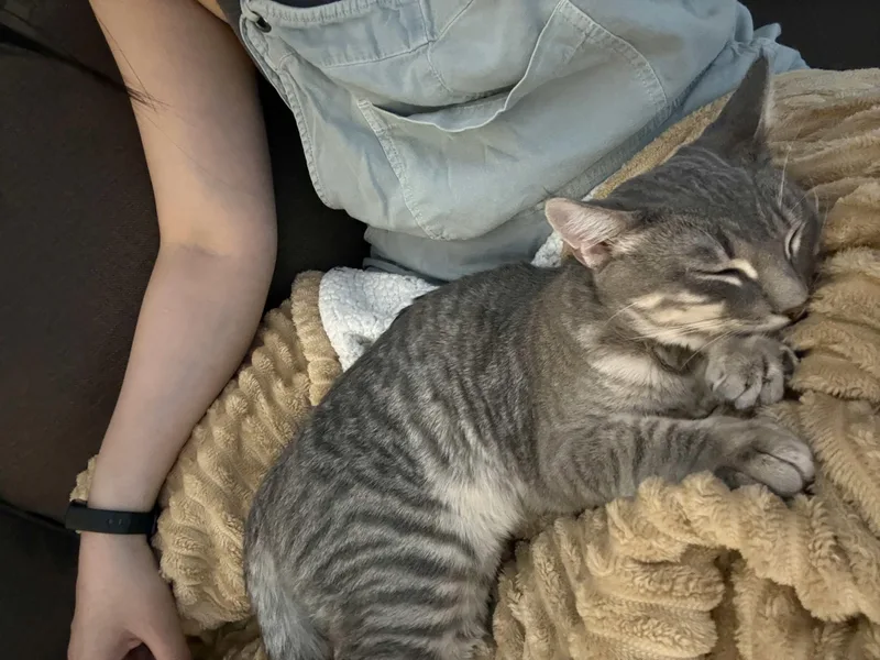 A baby small-sized male Tabby (Gray / Blue / Silver) Domestic Short Hair cat named Cassius for adoption in Weehawken, NJ