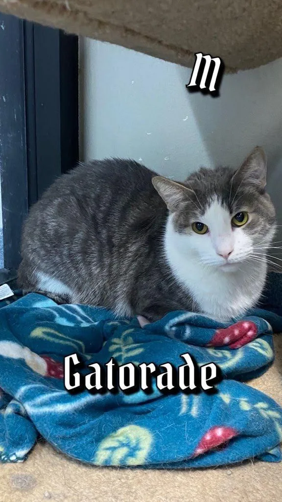 An adult large-sized male Domestic Short Hair cat named Gatorade for adoption in Sapulpa, OK