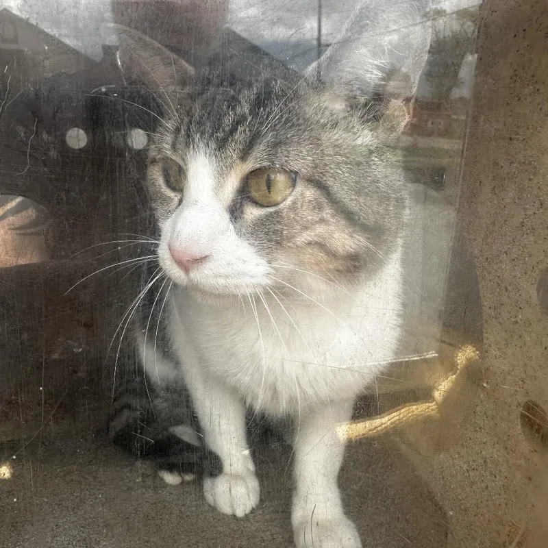 An adult medium-sized male White Domestic Short Hair cat named Carter for adoption in Bentonville, AR