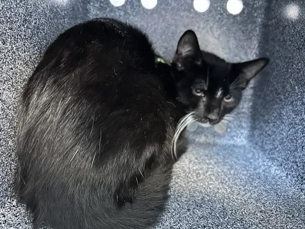 A baby medium-sized male Domestic Short Hair cat named Husky for adoption in New York, NY