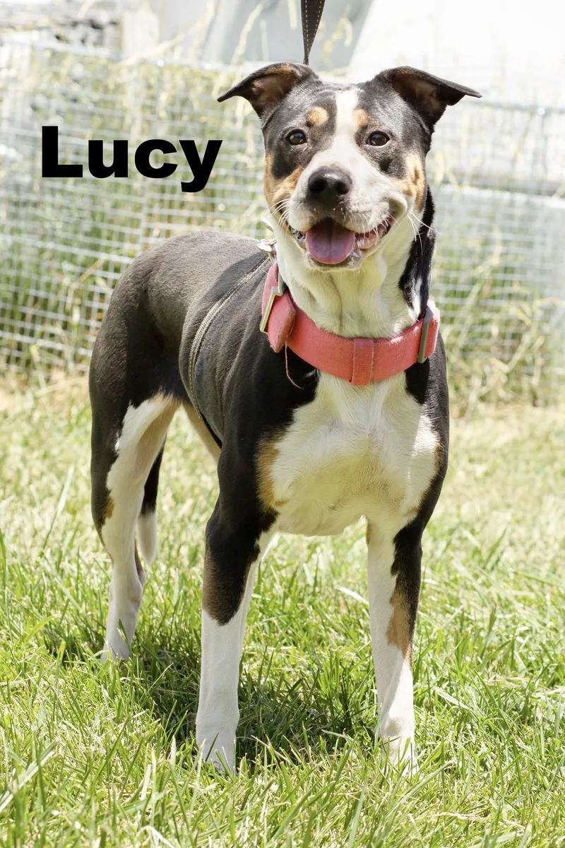 An adult medium-sized female Tricolor (Brown, Black, & White) Mixed Breed dog named Lucy for adoption in Macomb, IL