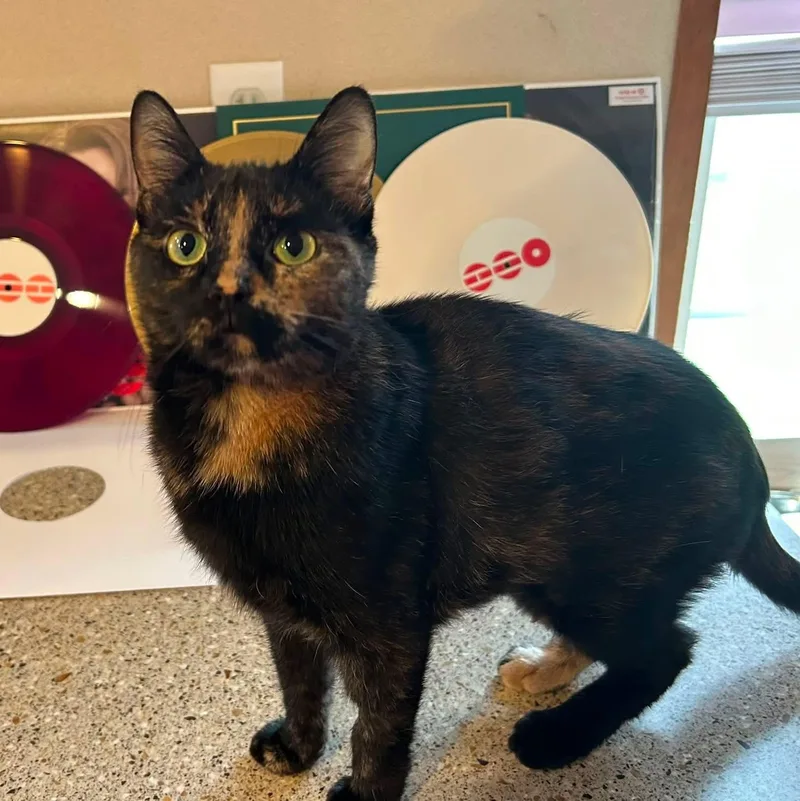 An adult medium-sized female Tortoiseshell Domestic Short Hair cat named Instant Coffee for adoption in La Salle, IL