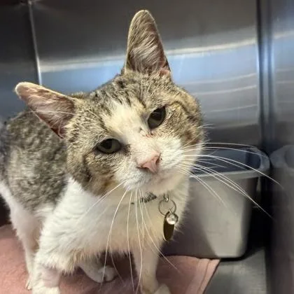 Handsome thumbnail 2