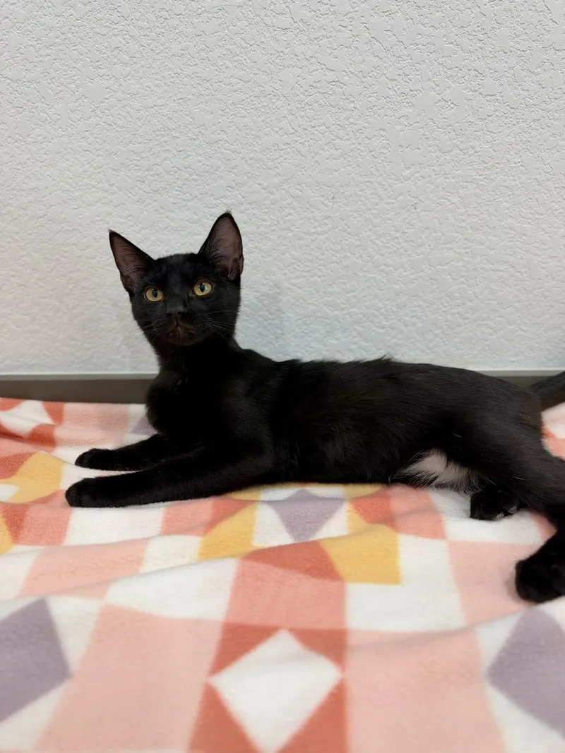 A baby medium-sized male Black Domestic Short Hair cat named Phoenix for adoption in Las Vegas, NV