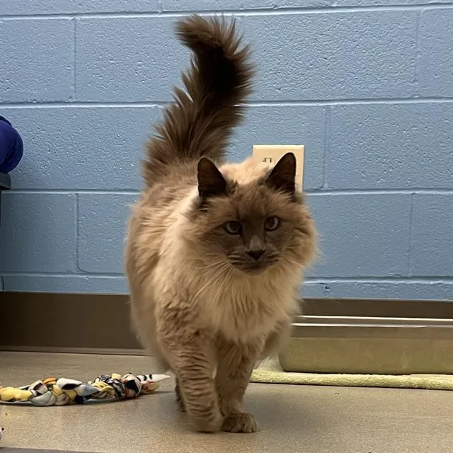 A senior small-sized male Domestic Long Hair cat named Blizzard for adoption in Methuen, MA