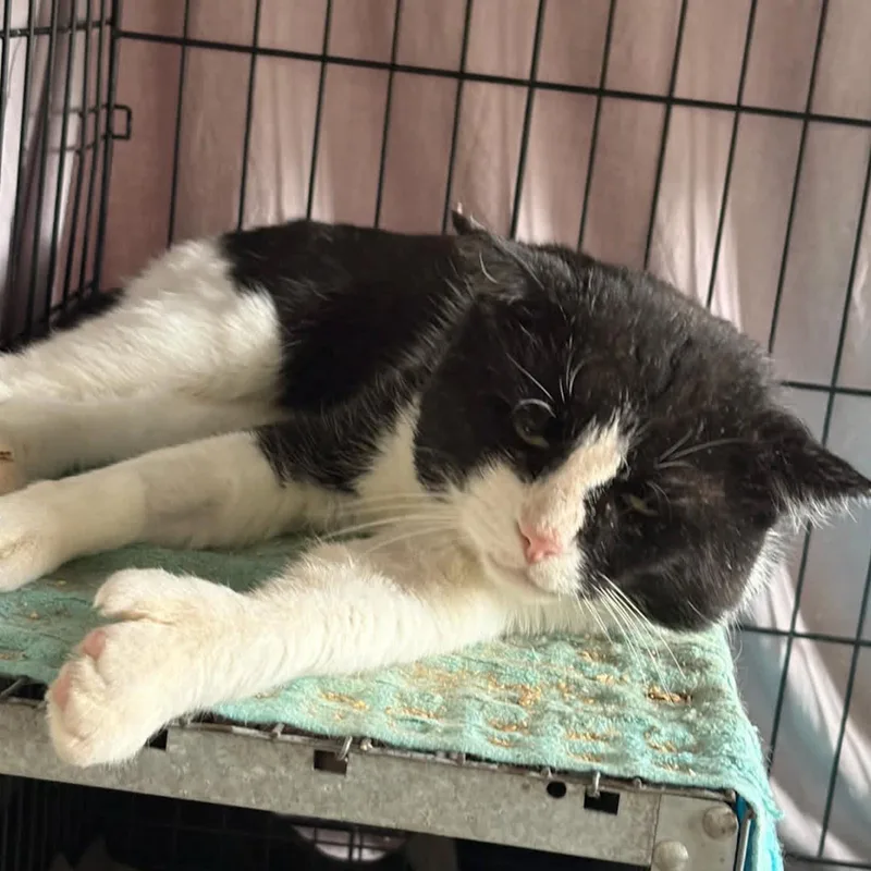 An adult medium-sized male Black & White / Tuxedo Domestic Short Hair cat named Six Toes for adoption in Brooklyn, NY