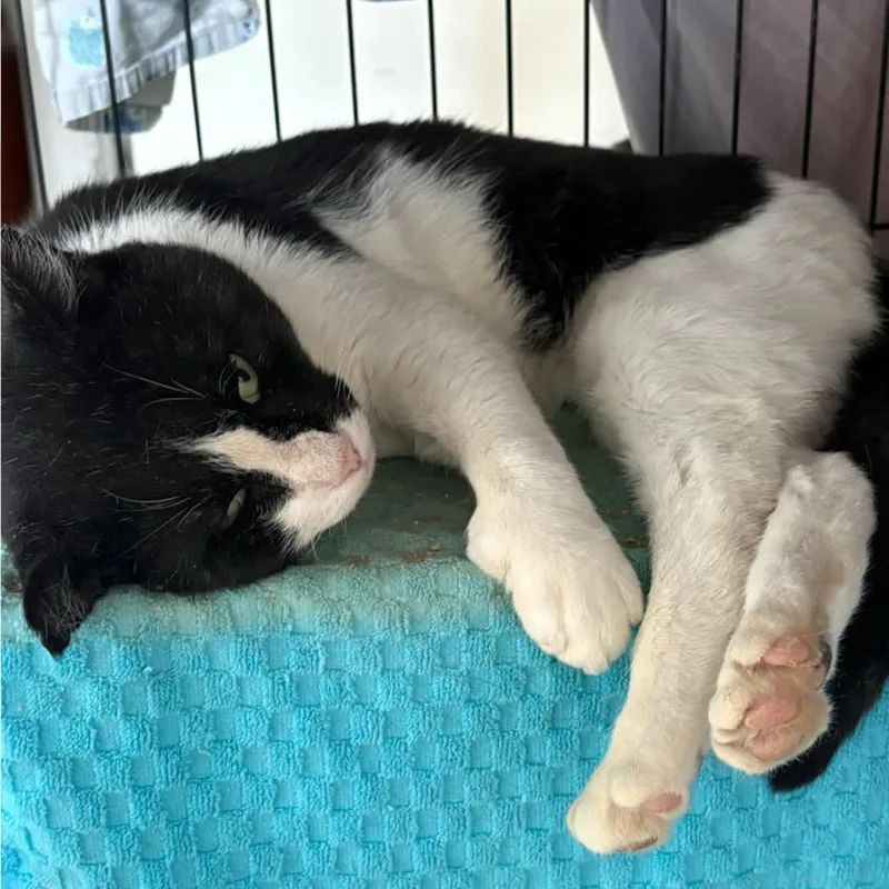 Six Toes thumbnail 2