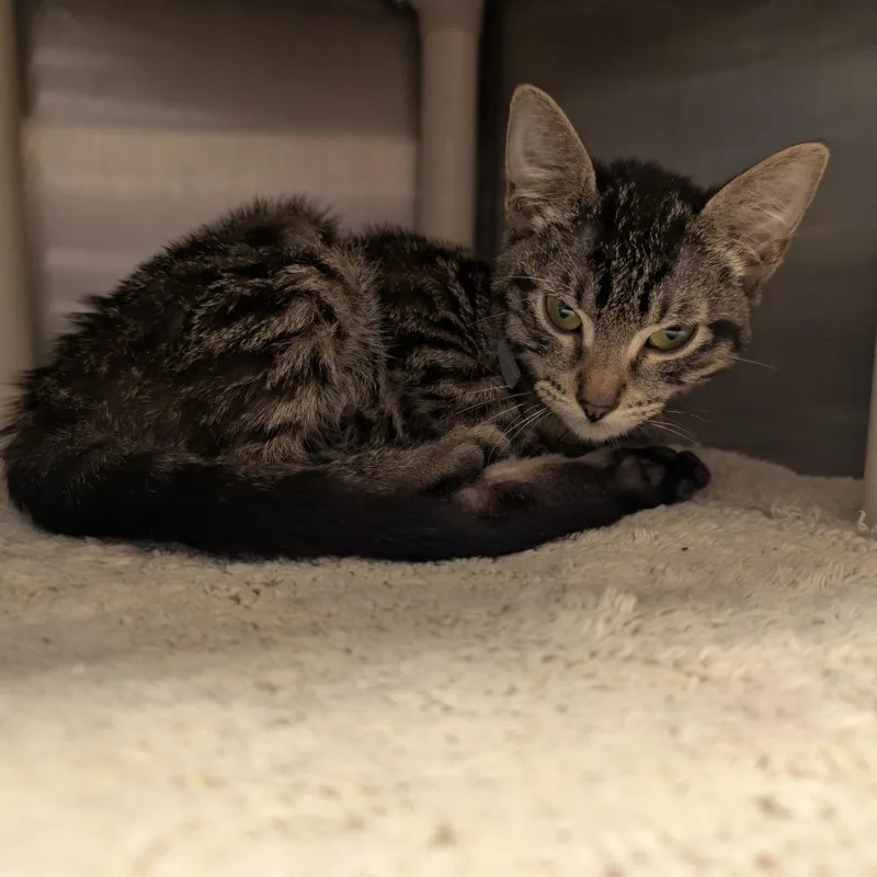 A baby small-sized male Brown / Chocolate Domestic Short Hair cat named Cali for adoption in Sand Springs, OK