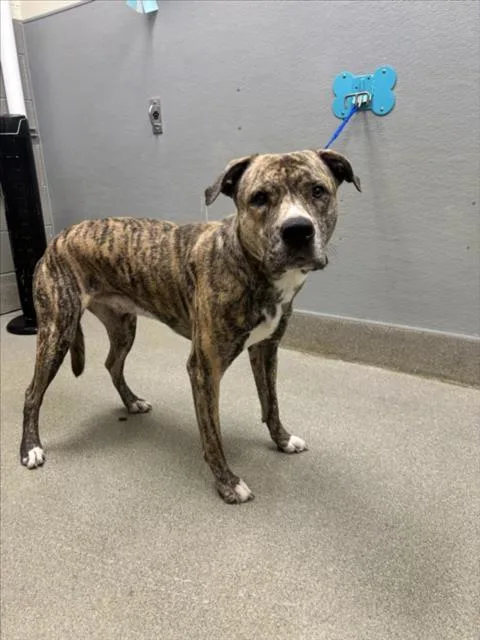 A young large-sized male Mastiff dog named Roland for adoption in Las Vegas, NV