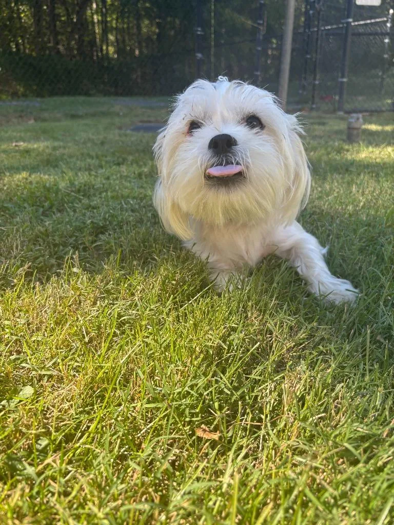 A baby small-sized female Shih Tzu dog named Precious for adoption in Cambridge, MD