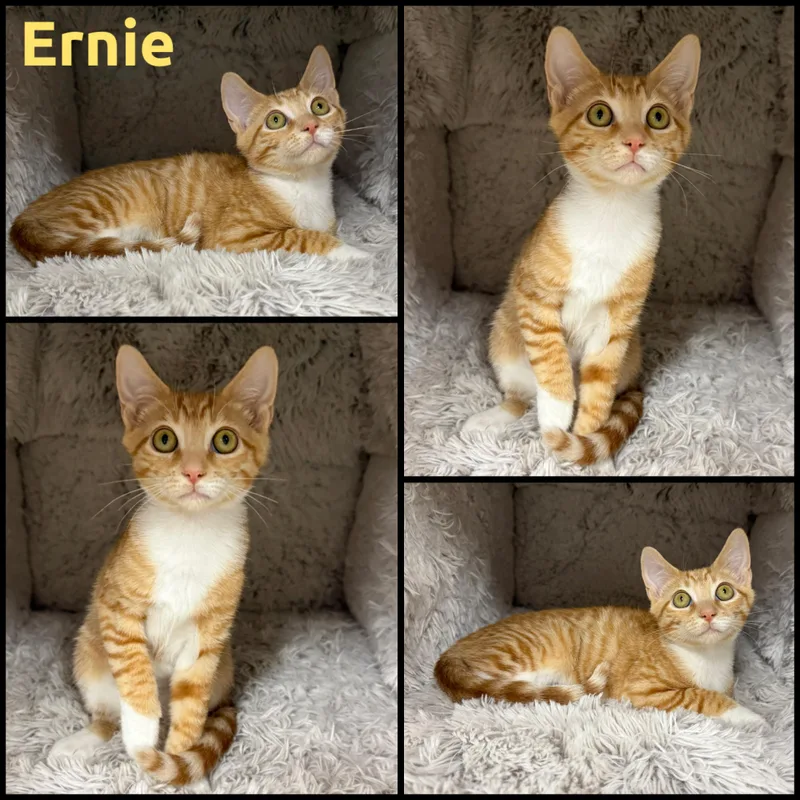 A baby small-sized male Orange & White Domestic Short Hair cat named Ernie for adoption in Louisville, KY