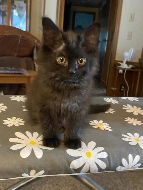 Estella