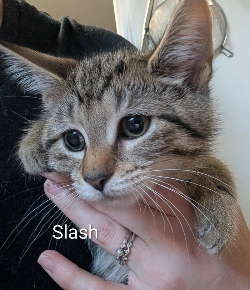 A baby medium-sized female Tabby cat named Slash for adoption in Spring City, PA
